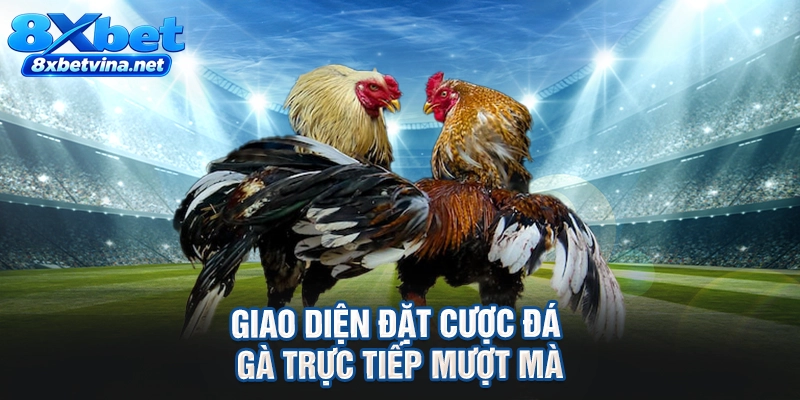 Giao diện đặt cược đá gà trực tiếp mượt mà