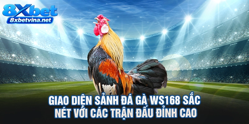 Giao diện sảnh đá gà WS168 sắc nét với các trận đấu đỉnh cao
