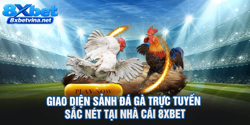 Giao diện sảnh đá gà trực tuyến sắc nét tại nhà cái 8XBET