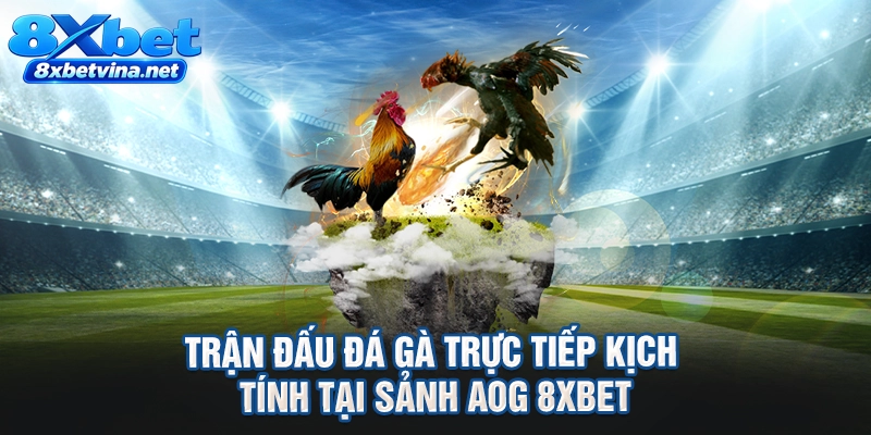 Trận đấu đá gà trực tiếp kịch tính tại sảnh AOG 8XBET