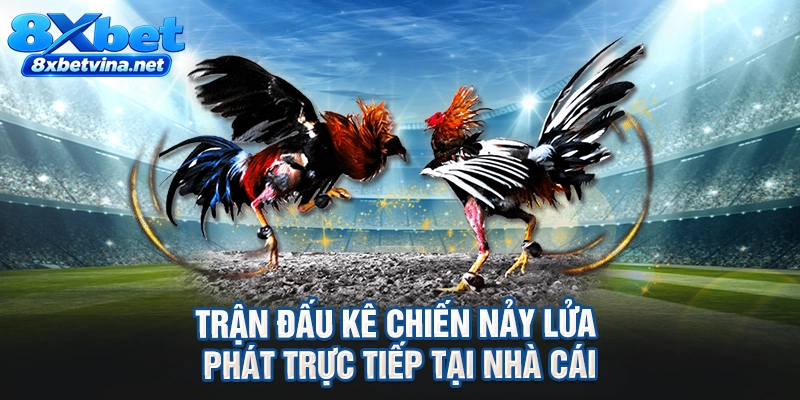 Trận đấu kê chiến nảy lửa phát trực tiếp tại nhà cái