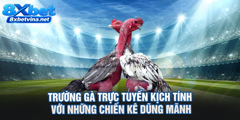 Trường gà trực tuyến kịch tính với những chiến kê dũng mãnh